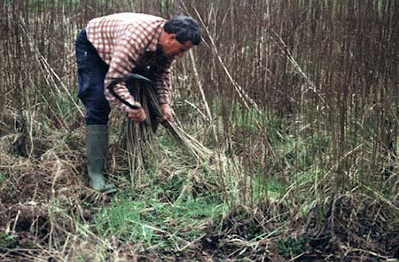 John Dyer cutting withies.