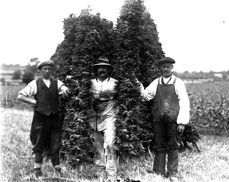 Workers with a crop of teasels somewhere on the Somerset levels, early 20th century.