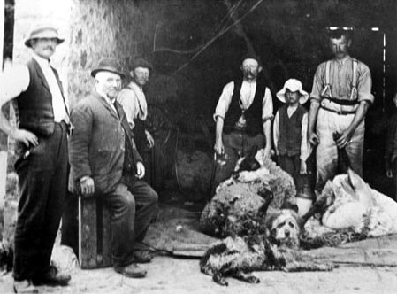 Sheep shearing at Park Farm, Wolvershill Hill, Banwell c.1920s.