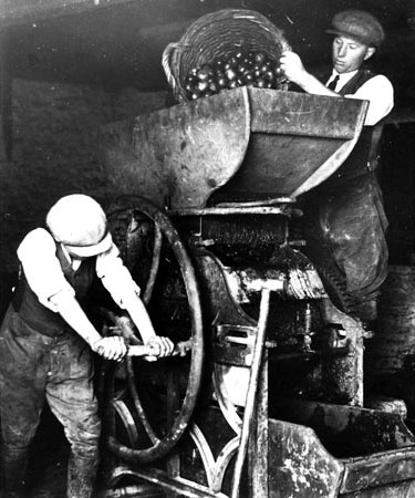 Two farm workers milling cider apples by hand in the early 20th century. The apples are put through the mill before they are pressed.