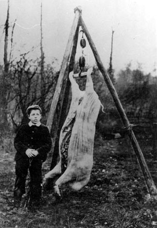 Unknown boy with slaughtered pig, c.1900.