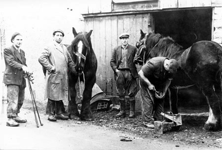 A blacksmith shoeing horses in Compton Dundon, c.1950s.