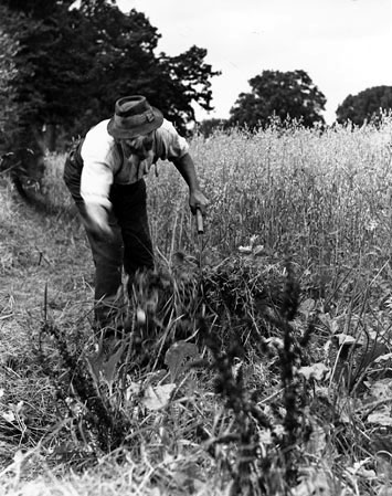Labourer cutting hay by hand c.1900.