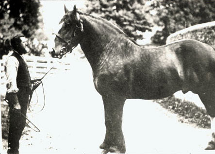 A shirehorse at the Bath & West show. Working horses were an integral part of the farm economy until after the Second World War.