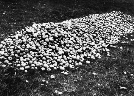 A pile of Kingston Blacks apples. Kingston Blacks are possibly named after Kingston St Mary, a village north of Taunton.