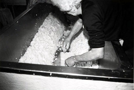 Mary Duckett making Caerphilly cheese, Heath House, Wedmore.